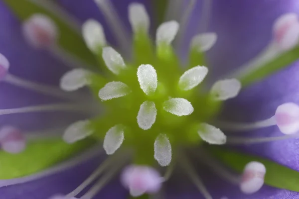 Bosque salvaje flores Hepatica closeup — Foto de Stock