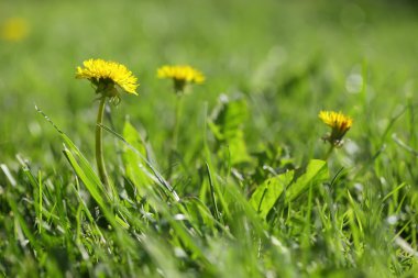 Yeşil çimlerde sarı karahindibalar