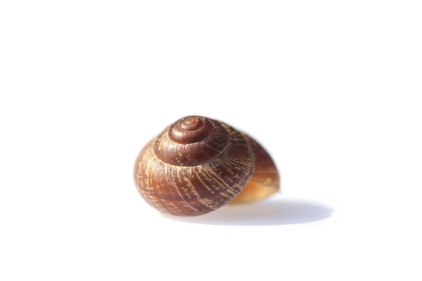 The snail shell on white background — Stock Photo, Image