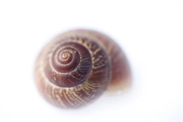 A concha do caracol isolada no fundo branco — Fotografia de Stock