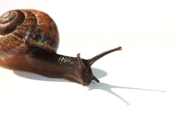 La lumaca viva su sfondo bianco — Foto Stock