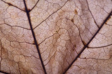 Sonbahar akçaağaç yaprağı closeup kuru. Arka plan