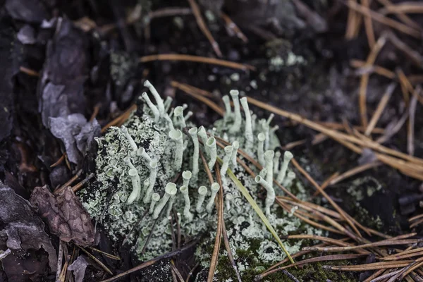 Lišejník detailní makro cladonia — Stock fotografie