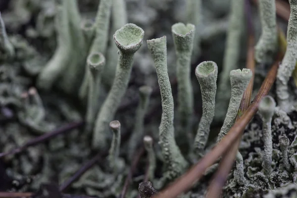 Lichen close seup macro cladonia — стоковое фото