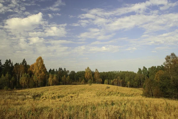 Pole zralé žito krajina na okraji lesa — Stock fotografie