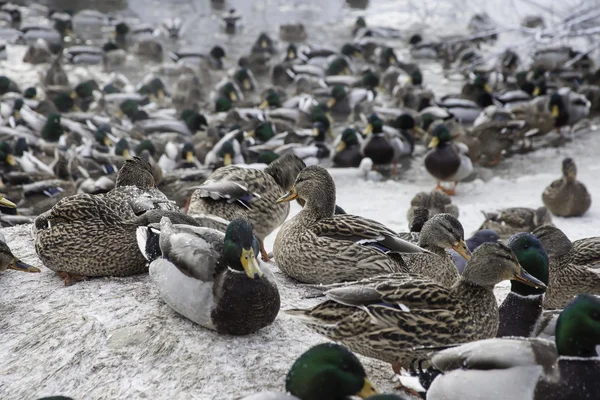 Patos en estanque de invierno — Foto de Stock