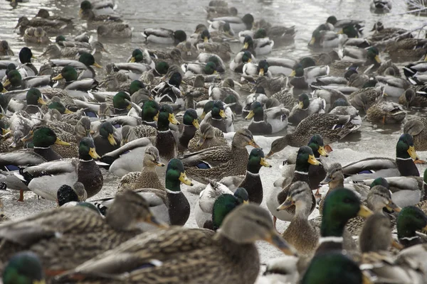 Patos en estanque de invierno — Foto de Stock