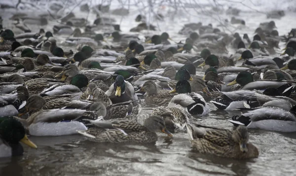 Muchos patos en estanque de invierno — Foto de Stock