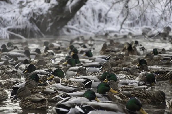 Crin patos en invierno estanque agua — Foto de Stock