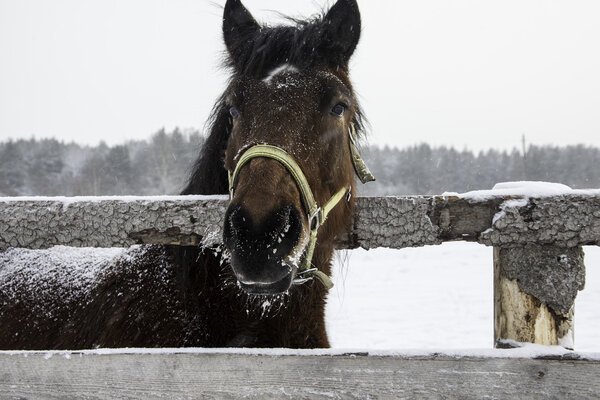 Portrait of bay horse  in winter paddock