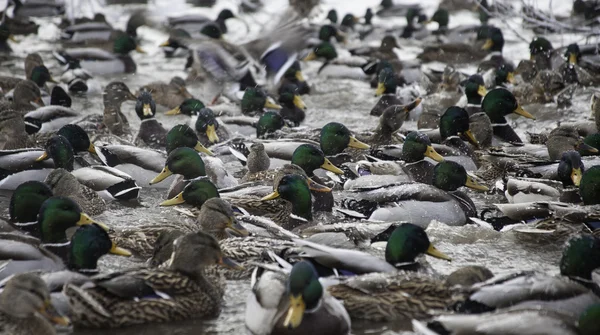 Muchos patos en estanque de invierno — Foto de Stock