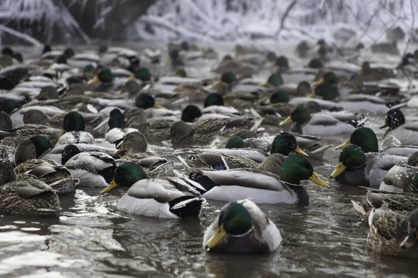 Patos en el agua del estanque de invierno — Foto de Stock