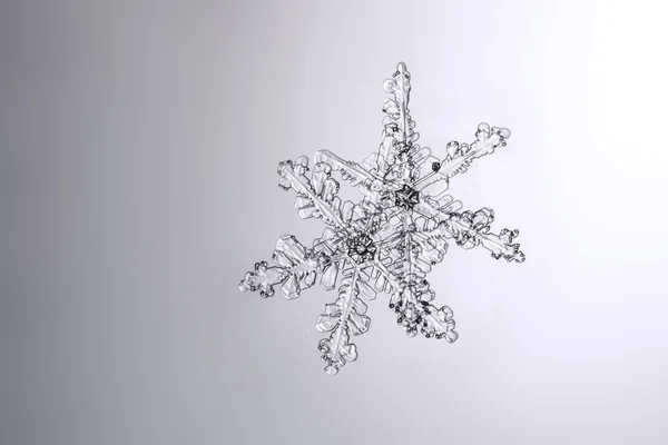 Натуральные снежинки на мокрой стеклянной макрофотографии Стоковое Фото