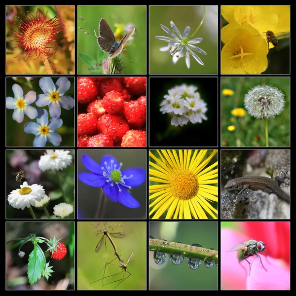 Collage di natura composto da 16 immagini — Foto Stock