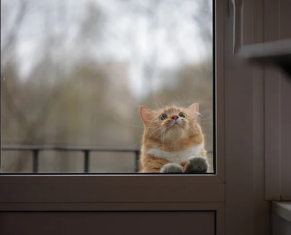 Porträtt av katt med sorgsna ögon bakom glasdörren — Stockfoto