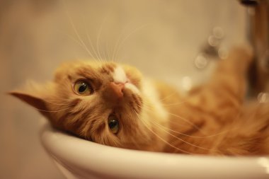 Banyoda yalan bir kedi portresi