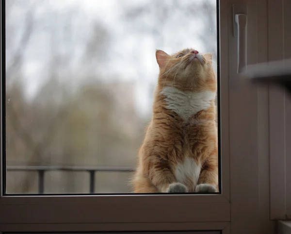 Kedi cam kapının arkasında portresi — Stok fotoğraf