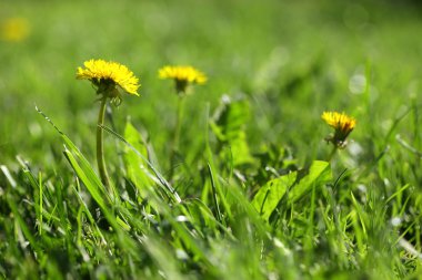 sarı çiçek dandelions bahar çimen arka planda