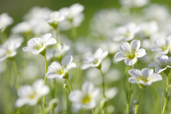 Yewhite flowers in spring grass background — Stock Photo, Image