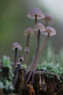 Grup eski güdük tarihinde mantarlar