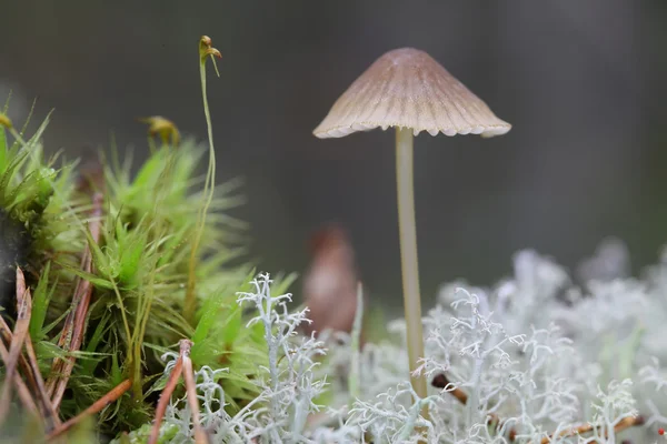 緑と白の moss のカイツブリ — ストック写真