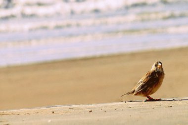 Bir kuşun bakışı.