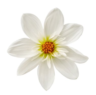 büyük çiçek dahlia