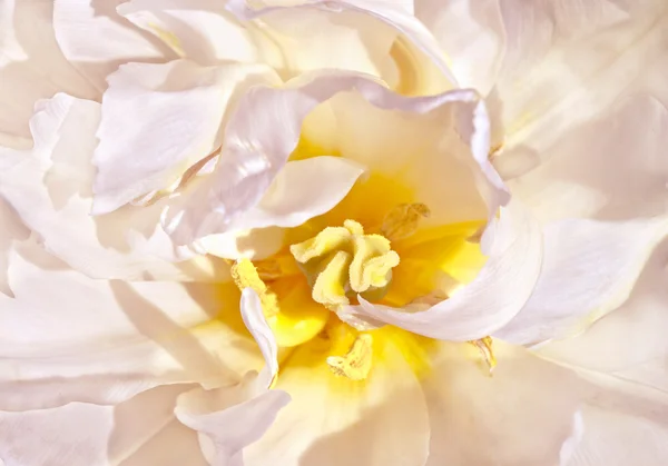 Великий білий тюльпан крупним планом — стокове фото