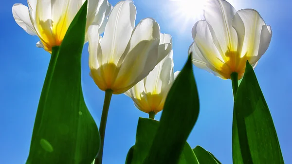 Des tulipes blanches contre un ciel bleu — Photo