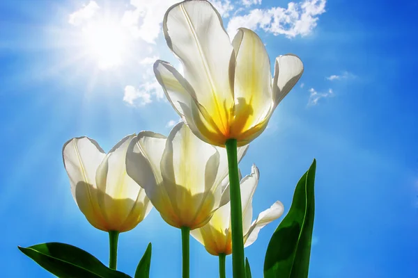 Weiße Tulpen vor blauem Himmel — Stockfoto