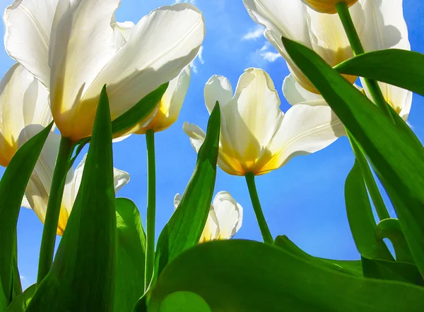 Des tulipes blanches contre un ciel bleu — Photo