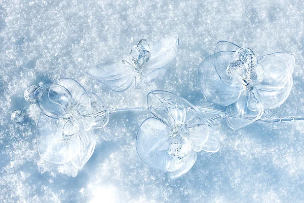 Орхідея на снігу — стокове фото