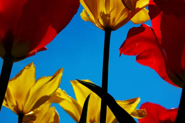 Тюльпан на фоні блакитного неба жовтого — стокове фото
