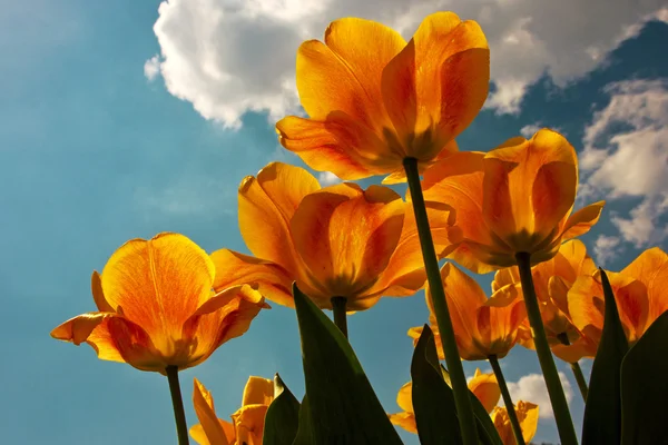 Tulipes contre le ciel — Photo