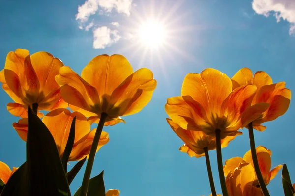 Tulipes contre le ciel — Photo