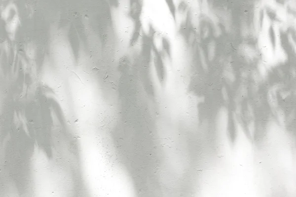 Las sombras de las hojas en una pared enlucida blanca — Foto de Stock