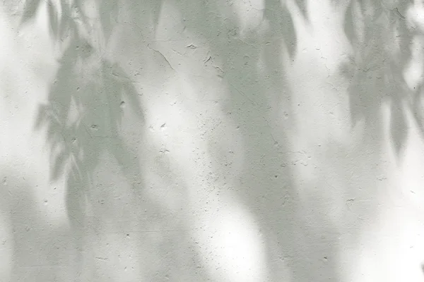 Las sombras de las hojas en una pared enlucida blanca — Foto de Stock