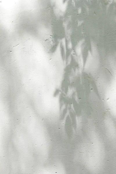 Las sombras de las hojas en una pared enlucida blanca — Foto de Stock