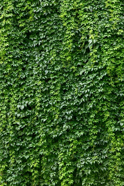 Wall covered with vines — Stock Photo, Image