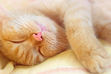 Kırmızı kedi öğleden sonra uyur