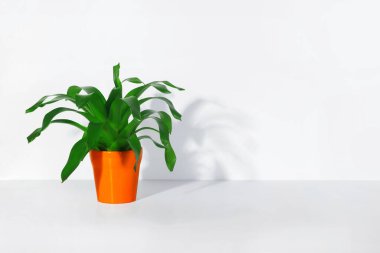 Parlak turuncu bir tencerede yeşil yapraklı sulu bir bitki bir masada ya da rafta duruyor. Tasarımın için bir yer var..