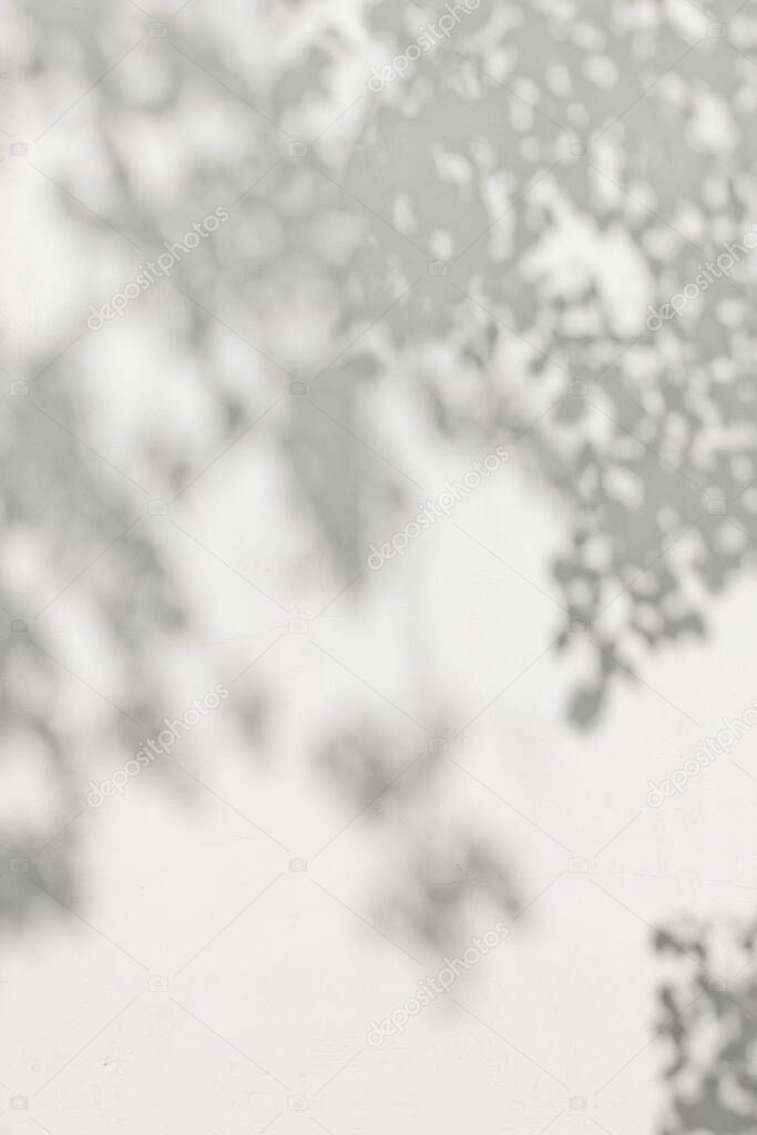 lush foliage from trees creating shade on a white plastered wall