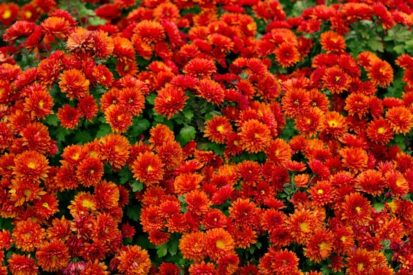 Um monte de astros laranja no canteiro de flores, fundo — Fotografia de Stock