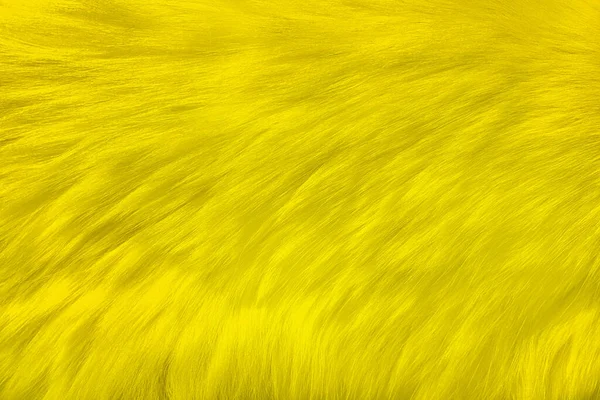 Fourrure pelucheuse naturelle teinte en jaune. Fond de mode rapide. Texture de fourrure jaune à la mode. — Photo