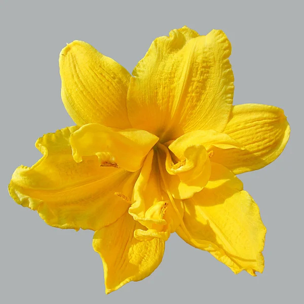 Lírio Gracioso Brilhante Amarelo Isolado Fundo Cinza Final — Fotografia de Stock