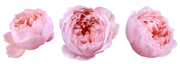 Pink peony rose flower on white background close up — Stock Photo, Image