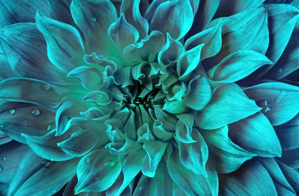 Квітка Хризантеми Модному Ментоловому Відтінку Прекрасний Фон Вашого Дизайну — стокове фото