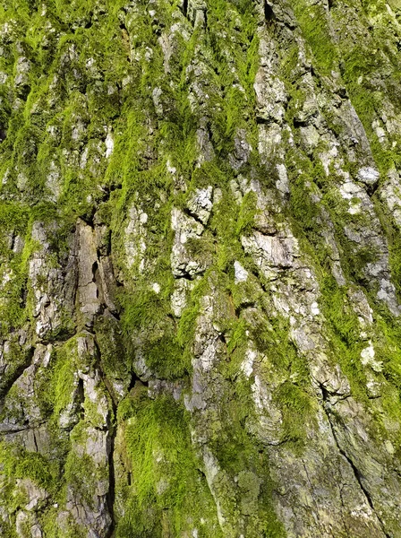 Gray Oak Bark Green Moss Lichen Old Oak Bark Close — Stock Photo, Image