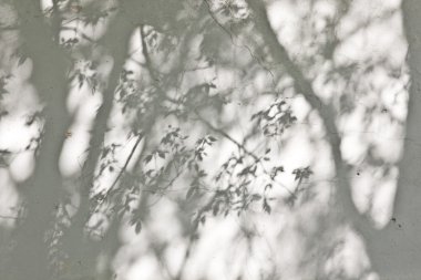 Gölgeler ile beyaz duvar