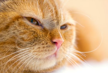 kırmızı kedi, yakın plan.